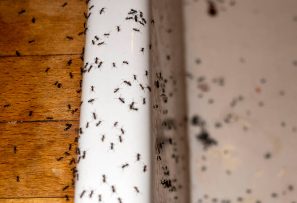 Best Termite Control Services  in Anderson Island, WA