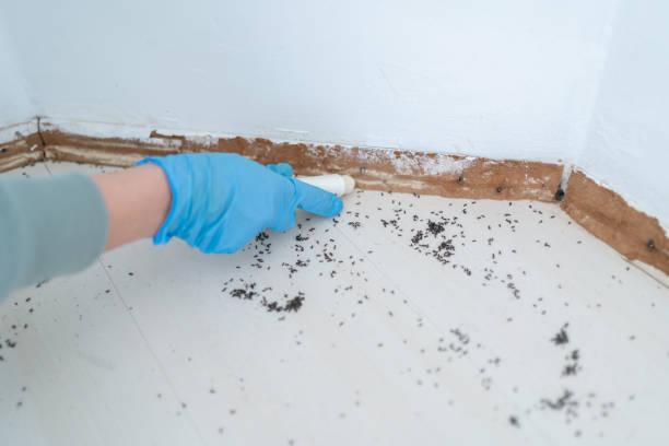 Best Ant Control Services  in Anderson Island, WA